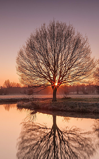 Sunset trees, Reflective beauty, Dusk's embrace, perfection HD phone wallpaper
