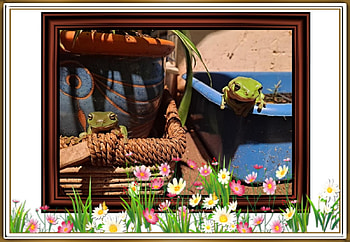FRAMED FROGS, FROG, NATURE, FRAMED HD wallpaper