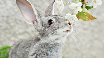 Flemish Giant, Bunnies HD wallpaper