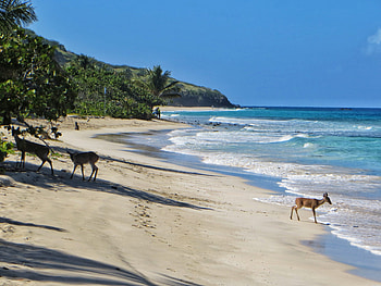 Culebra real estate, Beaches and more, Sunrise realty HD wallpaper