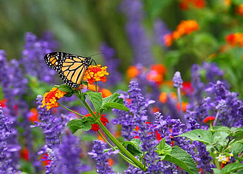Orange juice, juice, orange, nice, purple, butterfly, pretty, green, red, nature, flowers, lovely HD wallpaper