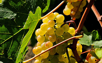 Food, Leaves, Grapes, Branch, Sweet HD wallpaper