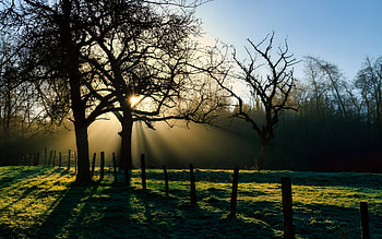 Sunrise over Field, trees, fence, field, sunrise HD wallpaper
