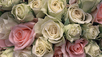 Plants, Background, Roses HD wallpaper
