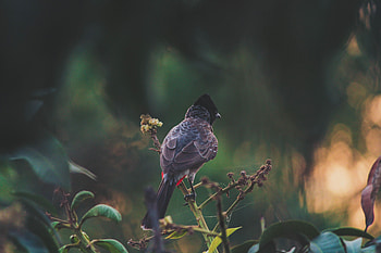Animals, Feather, Bird, Branches, Color HD wallpaper