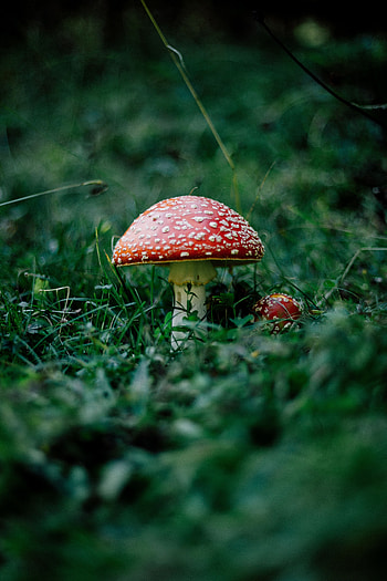 Nature, Grass, Forest, Mushroom, Fly Agaric HD phone wallpaper
