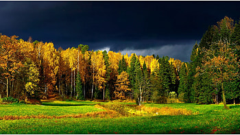 Finland, Grass, , Forest, Tree HD wallpaper