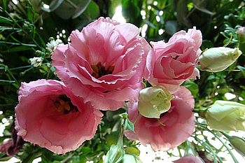 Bursting & Demur Eustomas, 2048x1365, Lisianthus, elegant, delicate, pink, Eustomas, Tokyo 2020 Olympic Victory Flower, green, bursting, flowers HD wallpaper