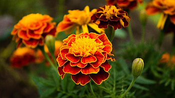 Red Yellow Marigolds Flowers Petals Buds Green Leaves Plants Flowers HD wallpaper