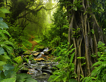 Stream, Jungle, Greenery, , Nature, Path, Stone HD wallpaper
