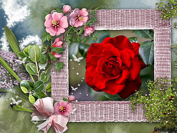 PRETTY ROSE, PRETTY, ROSE, FRAMED, RED HD wallpaper