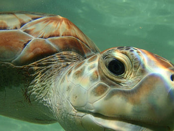 Green Turtle, marine, turtle, ocean, green HD wallpaper