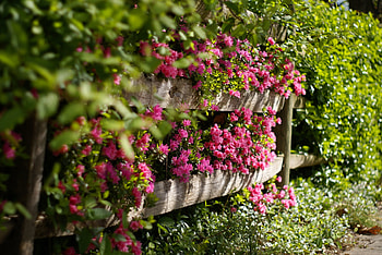 Pink-rhododendrons-in-a-green-hedge, nature, rhododendrons, in-a-green-hedge, Pink HD wallpaper