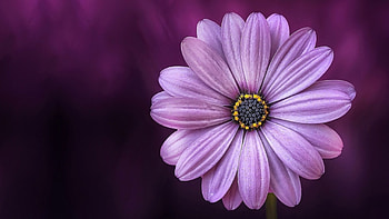 Purple daisy flower, 1440p resolution, Captivating , Stunning blossoms HD wallpaper
