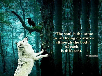 The Soul, abstract, bird, fantasy, animals, wolf HD wallpaper