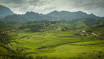 Rice paddies in Vietnam, Sapa valley charm, Green paradise, Nature's bounty HD wallpaper