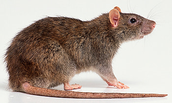 Rat , Rat graphy, Rat , Rat gallery HD wallpaper