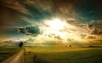Sunny Fields, sunny, fields, nature HD wallpaper
