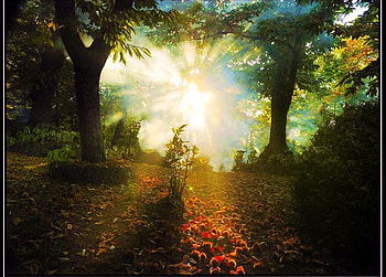 forest light, strange, bright light, branches, flowers, forest, tree HD wallpaper