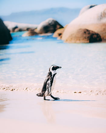 An African Penguin stands gracefully on a sunny beach in Cape Town, South Africa. HD phone wallpaper