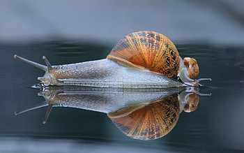 Animals, Reflection, Macro, Snail, Carapace, Shell HD wallpaper