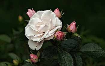 Rose, pink, white, amazing, roses HD wallpaper