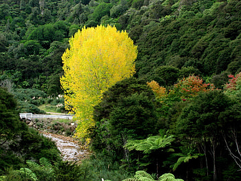 Yellow Tree, beautiful, , tree, yellow HD wallpaper