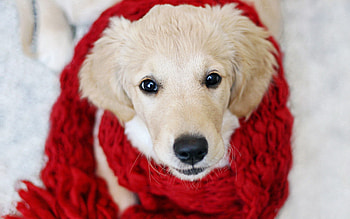 Animals, Dog, Muzzle, Beautiful, Cloth, Puppy, Scarf HD wallpaper