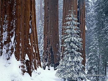 Sequoias, padure, arbori, urias, frig HD wallpaper