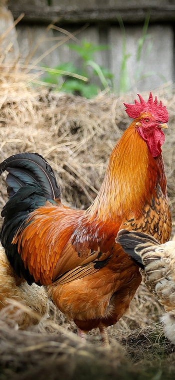 Rooster beauty, Vibrant , 11 Pro, for chicken enthusiasts HD phone wallpaper
