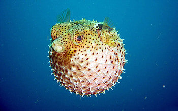 Animals, Ball, Thorns, Fish, Spikes, Underwater, Submarine, Peace, World, Bubble HD wallpaper