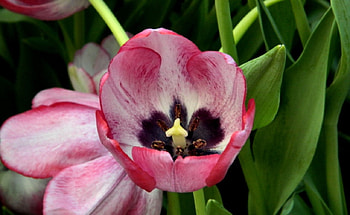 Varigated Tulip F, tulip, graphy, floral, USA, romance, beauty, Bellagio, flower, love, Las Vegas, , Nevada HD wallpaper