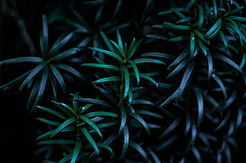 Leaf branches darkness, Nature's beauty HD wallpaper