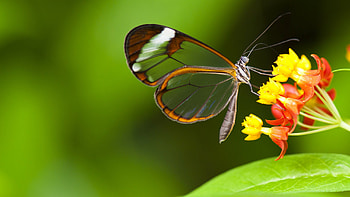 Butterfly , Green glass nature, Colorful insects, Flower garden HD wallpaper