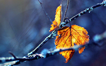 Autumn, Leaves, Macro, Branch, Dry HD wallpaper