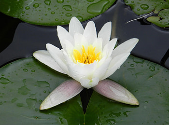 Flowers, Water, Drops, Greens, Pond, Water Lily HD wallpaper