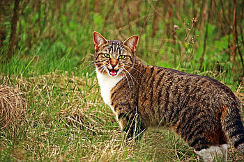 Animals, Grass, Cat, Scream, Cry HD wallpaper