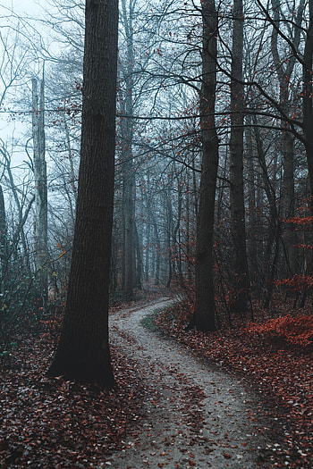Nature, Trees, Autumn, Forest, Fog, Path HD phone wallpaper