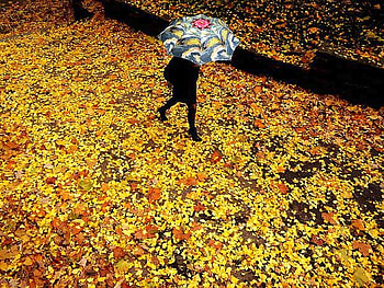 Beauty of Nature, cool, beauty-of-nature, autumn leaves HD wallpaper
