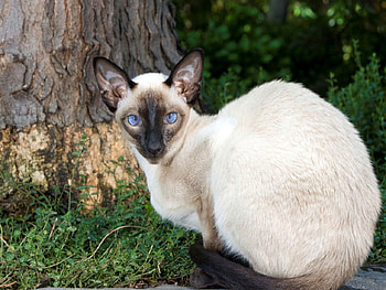 Siamese, blue, fur, brown, eyes, cream HD wallpaper