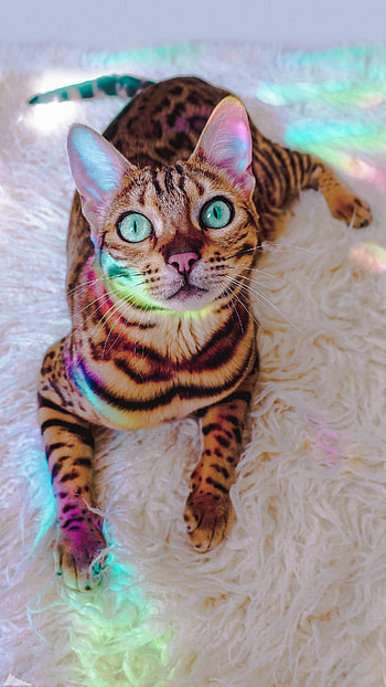 Pin by acirc 152 134 eth 157 153, Egyptian Mau cat, Exotic spotted coat, Playful nature HD phone wallpaper