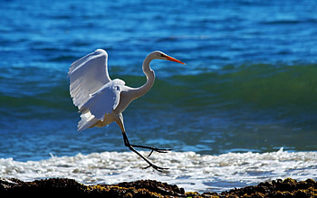 Animals, Waves, Shore, Bank, Spray, Snow Heron HD wallpaper