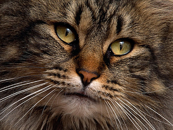 Animals, Cat, Fluffy, Muzzle, Fat, Thick HD wallpaper