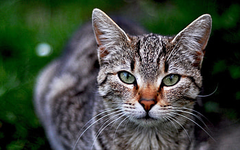 Animals, Grass, Cat, Muzzle, Striped HD wallpaper