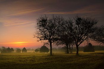 Nature, Trees, Sky, Dawn, Fog, Morning, Early HD wallpaper