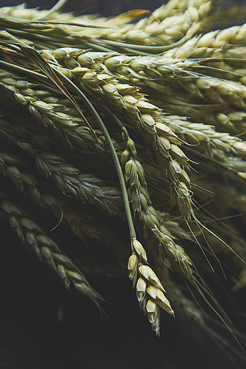 Wheat, Macro, Ears, Spikes HD phone wallpaper