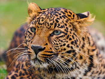 Animals, Leopard, Muzzle, Spotted, Spotty, Predator, Big Cat HD wallpaper
