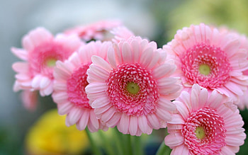 Pink, garden, beautiful, flower HD wallpaper