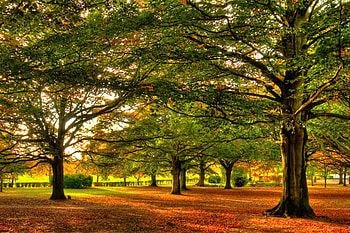 Autumn Trees, trees, autumn, beautiful HD wallpaper