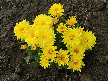 Flowers, Chrysanthemum, Land, Earth, Garden HD wallpaper